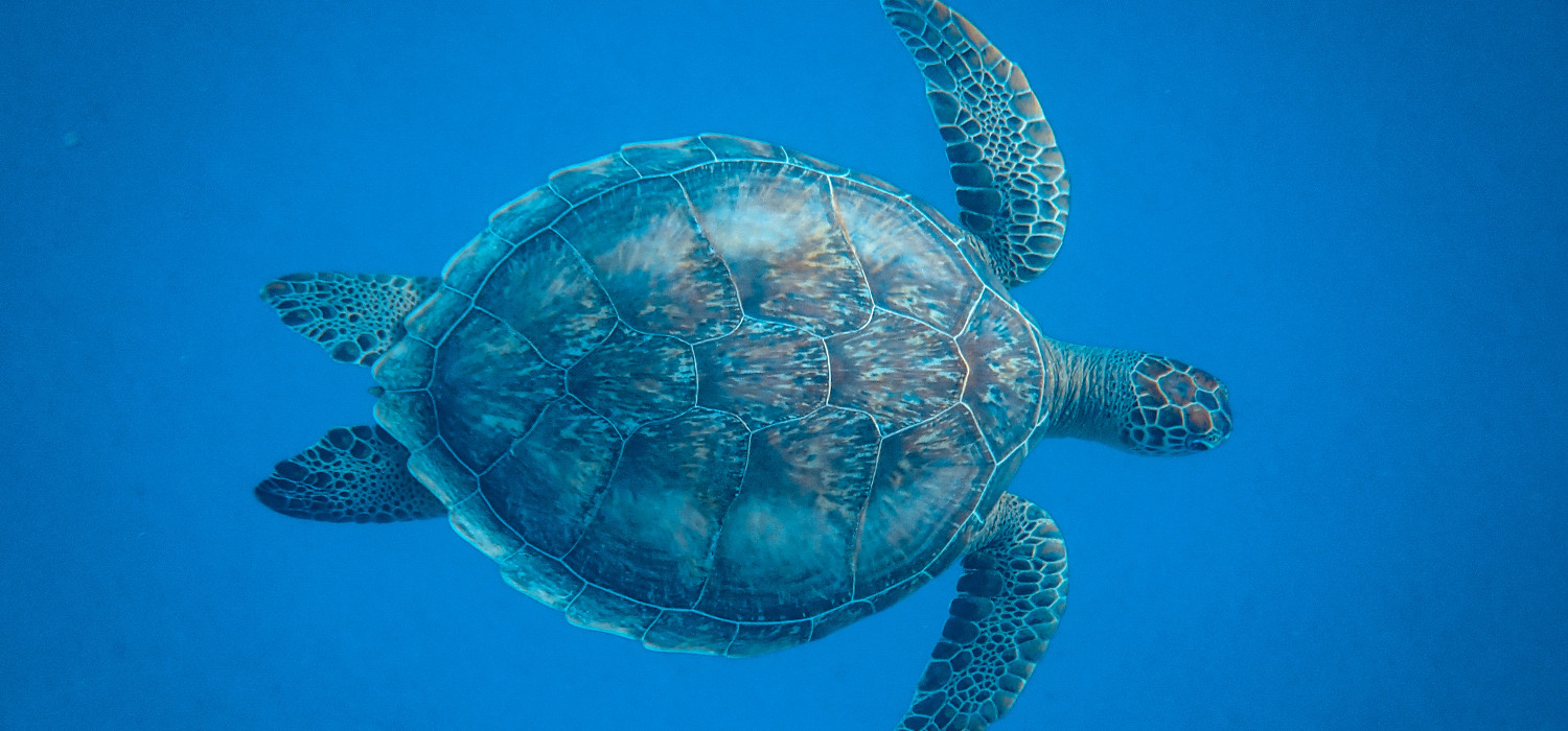 closeup-shot-beautiful-turtle-swimming-sea(1)