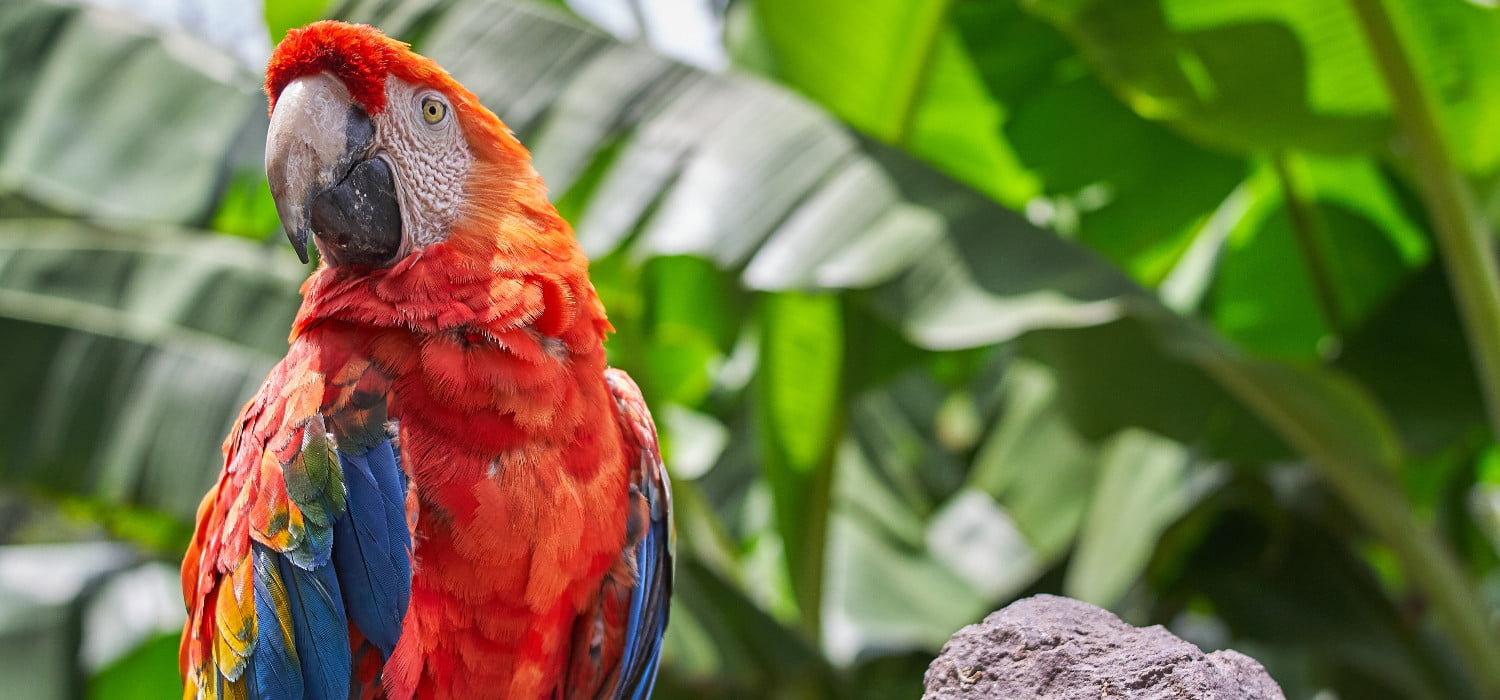 closeup-shot-colorful-parrot-with-big-green-leaves(1)-min