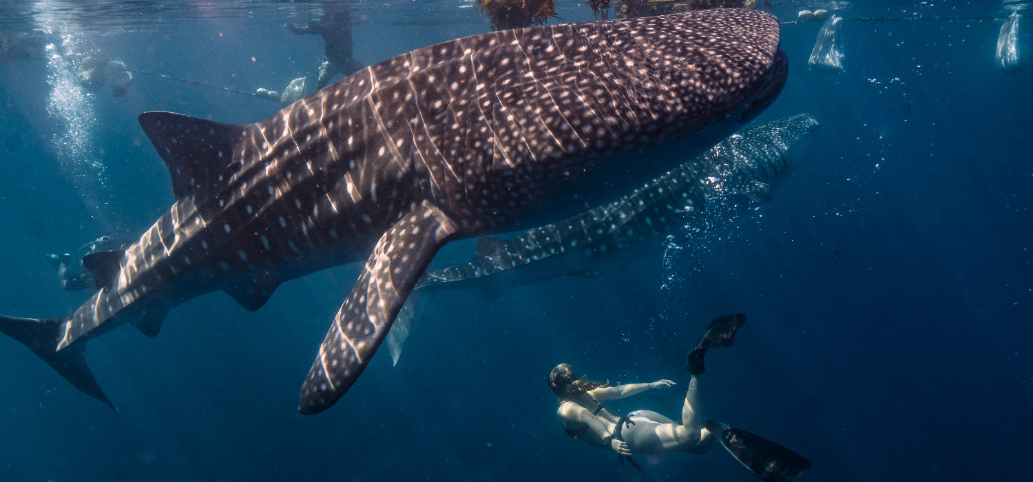 female-diver-water-with-whale-sharks-rhincodon-typus(1)